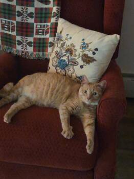 Domestic Short Hair Cats Available for Adoption in Port Chester, New York - Jacklyn  | PetCurious