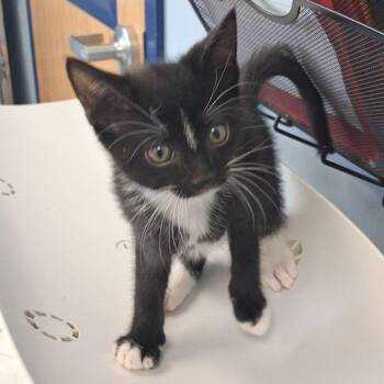 Domestic Short Hair Cats Available for Adoption in Kingman, Arizona - Boots | PetCurious