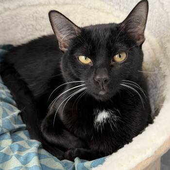 Echard -  Domestic Short Hair Cat for Adoption in Latrobe, Pennsylvania - Echard | PetCurious