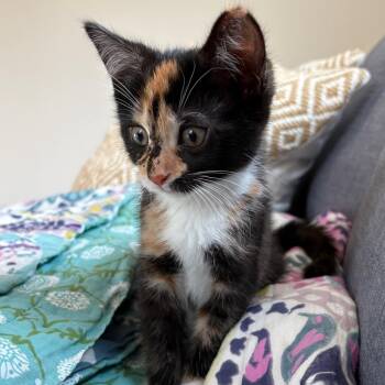 Domestic Short Hair Cats Available for Adoption in Westport, Connecticut - Penelope | PetCurious