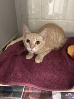 Queso -  Domestic Short Hair Cat for Adoption in Louisburg, North Carolina - Queso | PetCurious