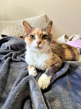 Autumn -  Dilute Calico Cat for Adoption in Pittsburgh, Pennsylvania - Autumn | PetCurious