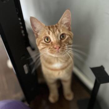 Domestic Short Hair Cats Available for Adoption - Maui | PetCurious