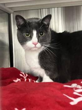 Baloo -  Domestic Short Hair Cat for Adoption in Fort Worth, Texas - Baloo | PetCurious