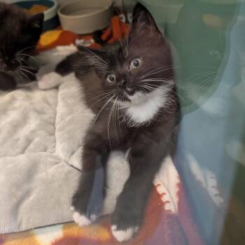 Sage -  Domestic Short Hair Cat for Adoption in Suffolk, Virginia - Sage | PetCurious