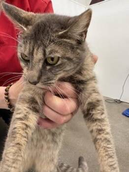 Domestic Short Hair Cats Available for Adoption - BooBoo | PetCurious