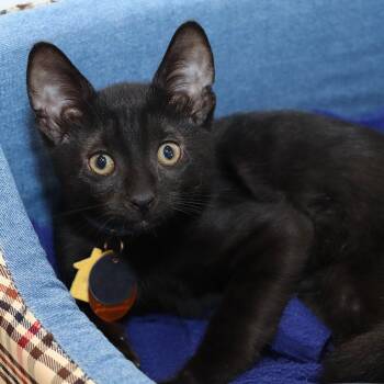 Crow -  Domestic Short Hair Cat for Adoption in Port Washington, New York - Crow | PetCurious