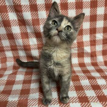 Rescue Domestic Short Hair Cats for Adoption in Waterloo, Iowa - Pumpkin | PetCurious