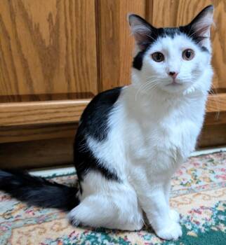Domestic Medium Hair Cats Available for Adoption - Oreo | PetCurious