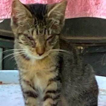 Rescue American Shorthair Cats for Adoption in Livingston, Texas - Billie Jean | PetCurious