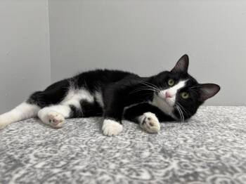 Rescue Domestic Short Hair Cats for Adoption in Frankfort, Indiana - Stewart | PetCurious