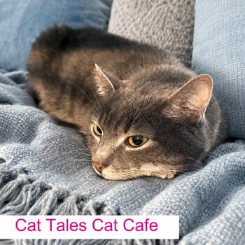 Obie -  Domestic Short Hair Cat Available for Adoption in Chapel Hill, North Carolina - Obie | PetCurious