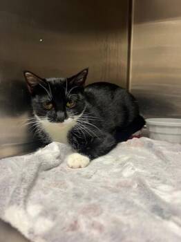 Domestic Short Hair Cats Available for Adoption in Chambersburg, Pennsylvania - Cricut | PetCurious