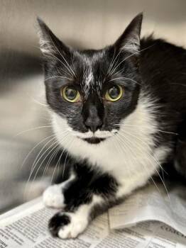 Domestic Short Hair Cats Available for Adoption in Wichita, Kansas - Lucy | PetCurious