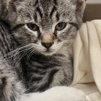 Raiden -  Domestic Short Hair Cat Available for Adoption in Voorhees Township, New Jersey - Raiden | PetCurious