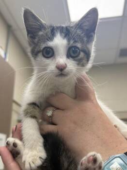 Sparrow -  Domestic Short Hair Cat for Adoption in Fishers, Indiana - Sparrow | PetCurious