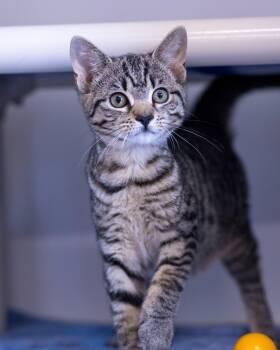 ARA (0039) -  Domestic Short Hair Cat for Adoption in Bridgeport, Connecticut - ARA (0039) | PetCurious