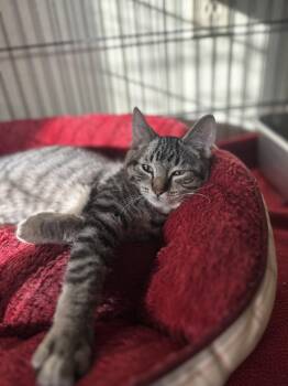 Rescue Domestic Short Hair Cats for Adoption in Myerstown, Pennsylvania - Patrick | PetCurious