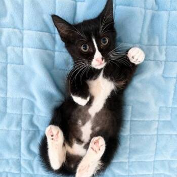Sabrina -  Domestic Short Hair Cat for Adoption in Houston, Texas - Sabrina | PetCurious