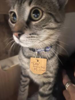 Leo -  Domestic Short Hair and Tabby Cat for Adoption in Lewisburg, Pennsylvania - Leo | PetCurious