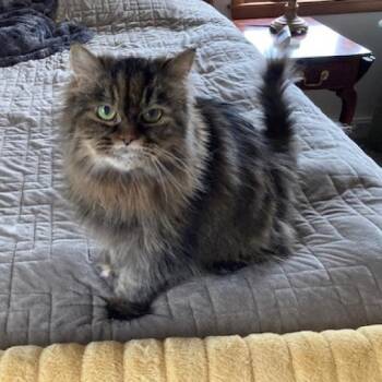 Rescue Persian Cats for Adoption in Pittsburgh, Pennsylvania - Sadie | PetCurious