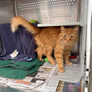 Domestic Medium Hair Cats Available for Adoption in Pittsburgh, Pennsylvania - Biggie | PetCurious
