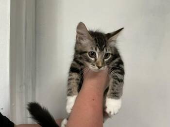 PROFESSOR -  Domestic Short Hair Cat for Adoption in San Bernardino, California - PROFESSOR | PetCurious