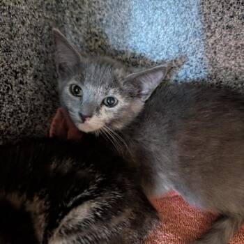 Domestic Short Hair Cats Available for Adoption in Pasadena, California - Maia | PetCurious