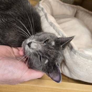 Little Debbie -  Domestic Short Hair Cat for Adoption in Granville, Ohio - Little Debbie | PetCurious