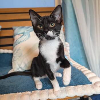 Lucy -  Domestic Short Hair Cat for Adoption in Beaverton, Oregon - Lucy | PetCurious