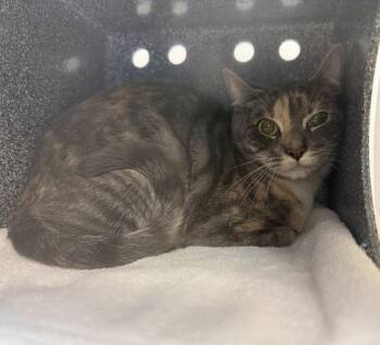 Domestic Short Hair Cats Available for Adoption - Griselda | PetCurious