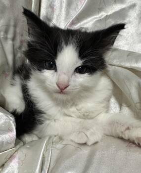 Heckel -  Domestic Long Hair Cat for Adoption in Port Washington, Wisconsin - Heckel | PetCurious