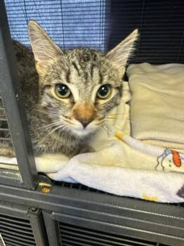 LUNA -  Domestic Medium Hair Cat for Adoption in Rancho Cucamonga, California - LUNA | PetCurious