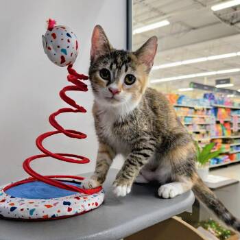 Peggy Sue -  Domestic Short Hair Cat for Adoption in Syosset, New York - Peggy Sue | PetCurious