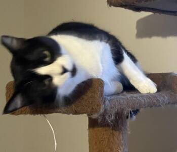 Judy -  Domestic Short Hair Cat for Adoption in St. Cloud, Minnesota - Judy | PetCurious