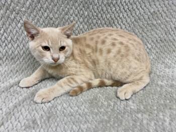 Rescue Domestic Short Hair Cats for Adoption in Gray, Louisiana - WC Moonlight | PetCurious