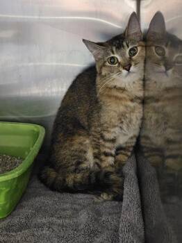 D.W. -  Domestic Short Hair Cat for Adoption in Burlington, Iowa - D.W. | PetCurious