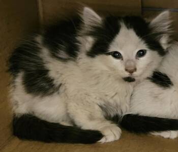 Fennel -  Norwegian Forest Cat and Domestic Long Hair Cat for Adoption - Fennel | PetCurious