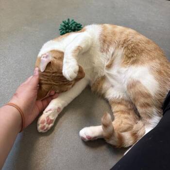 Simba and Boots -  Domestic Short Hair Cat for Adoption in Pittsburgh, Pennsylvania - Simba And Boots | PetCurious