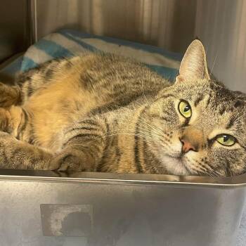 Domestic Short Hair Cats Available for Adoption - Fritz 25-227 | PetCurious