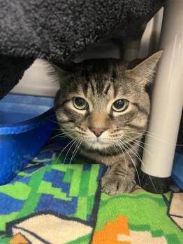 Domestic Short Hair Cats Available for Adoption - Kyper | PetCurious