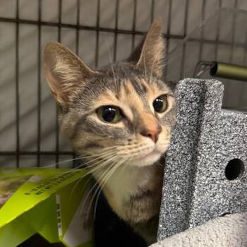 Domestic Short Hair Cats Available for Adoption - Flubber | PetCurious