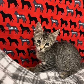 Molly -  Domestic Short Hair Cat for Adoption in Washburn, Missouri - Molly | PetCurious