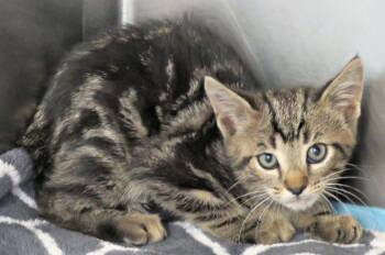 Sue -  Domestic Short Hair Cat for Adoption in Lexington, Virginia - Sue | PetCurious