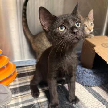 Bob -  Domestic Short Hair Cat for Adoption in Waynesville, North Carolina - Bob | PetCurious
