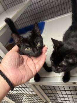 Rescue Domestic Short Hair Cats for Adoption in Pinellas Park, Florida - Britches | PetCurious