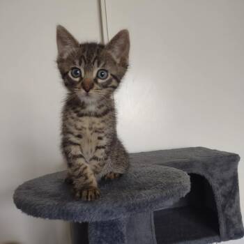 Domestic Short Hair Cats Available for Adoption in Hemet, California - Duffy | PetCurious