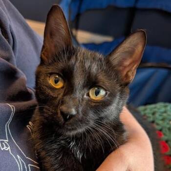 Snail Mail -  Domestic Short Hair Cat for Adoption in Charlottesville, Virginia - Snail Mail | PetCurious