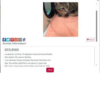 Domestic Short Hair Cats Available for Adoption in League City, Texas - Berkley | PetCurious
