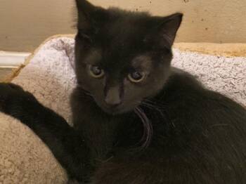 Domestic Short Hair Cats Available for Adoption - Winter | PetCurious